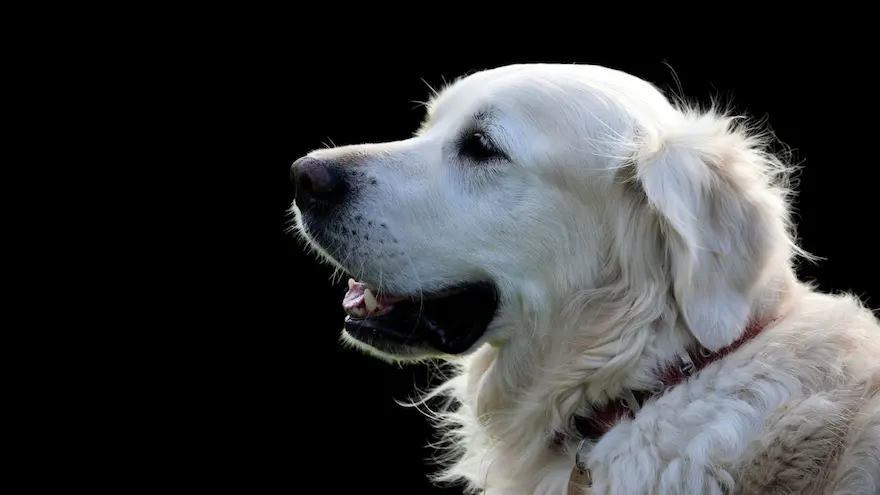 dog scratching