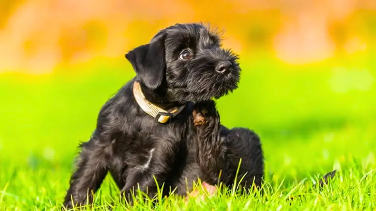 dog scratching