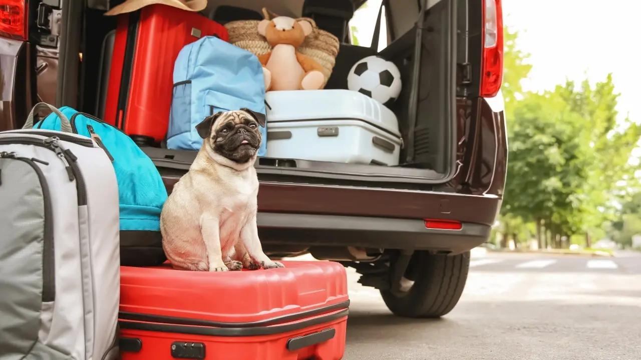 Dog Travel Accessories