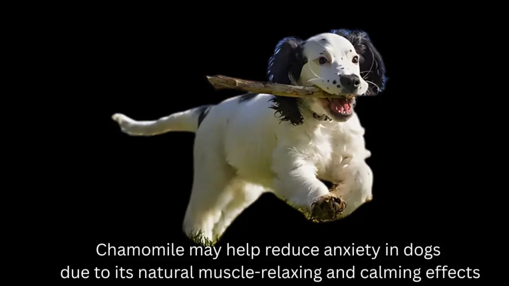 Natural Remedies for Dog Anxiety