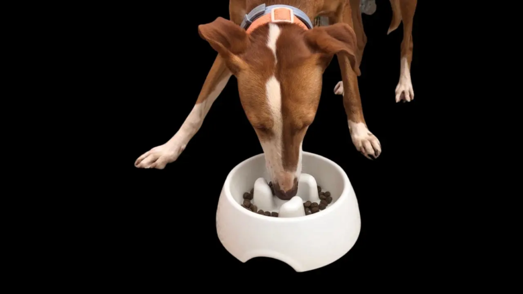 Slow Feeder Bowls