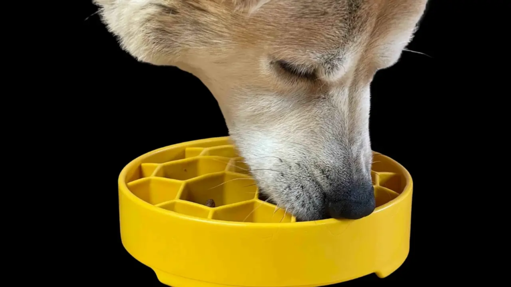 Slow Feeder Bowls
