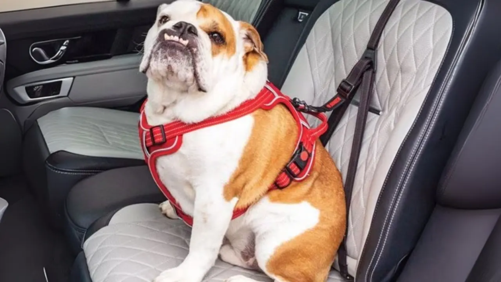 Dog Travel Accessories