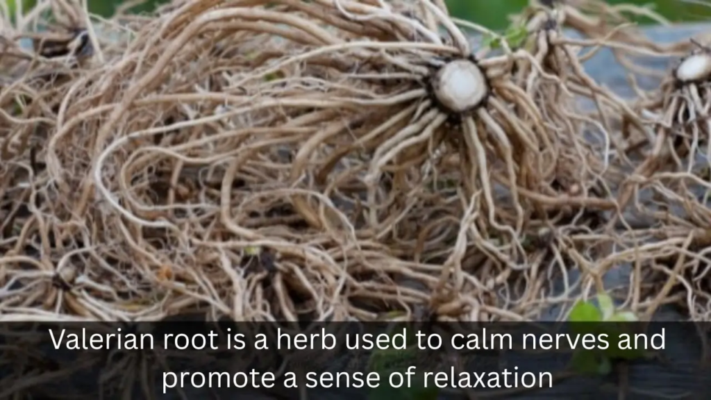 Natural Remedies for Dog Anxiety