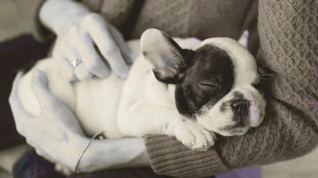 Natural Remedies for Dog Anxiety