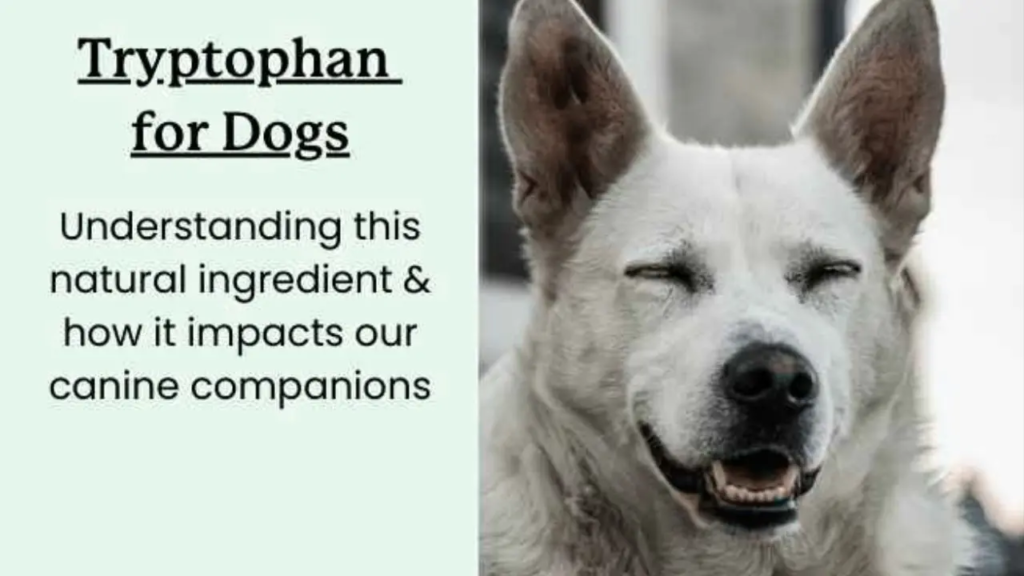 Natural Remedies for Dog Anxiety