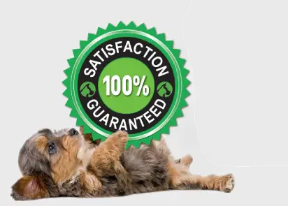 Satisfaction